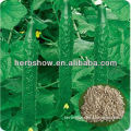 HS-Ludiwang NO.2 F1 Hybrid Cucumber Seeds